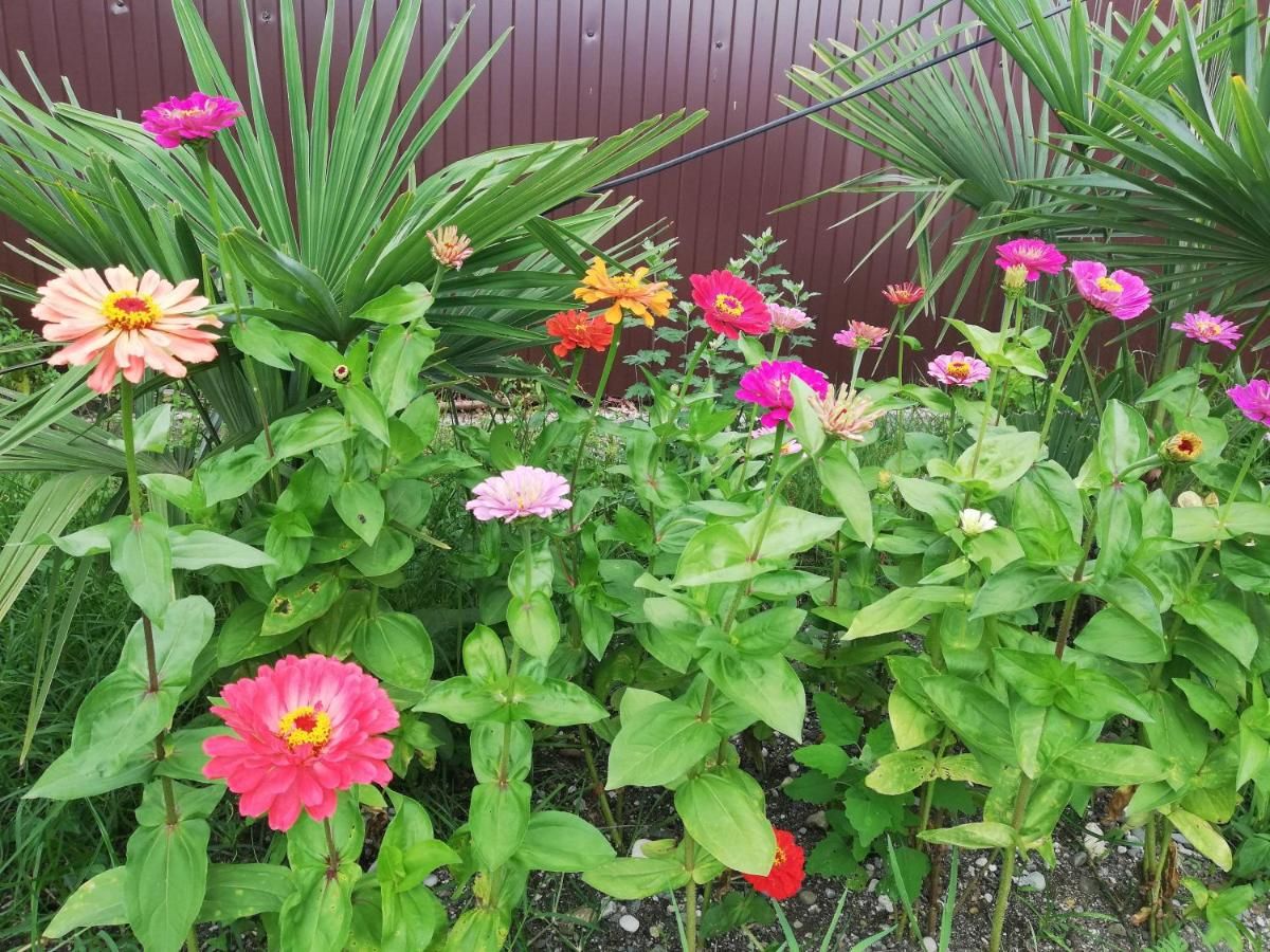 Гостевой дом Гостевой дом Олимп Пицунда-6