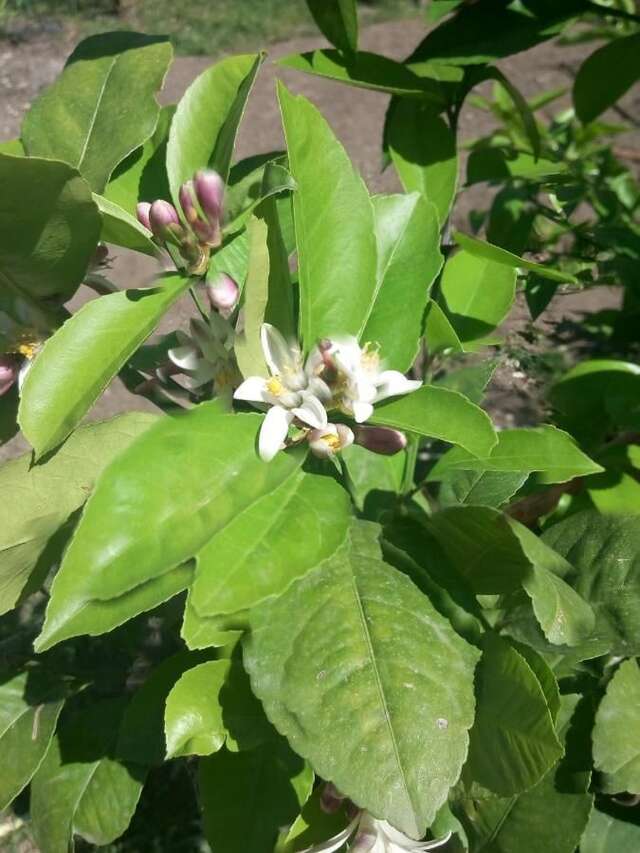 Гостевой дом Гостевой дом Олимп Пицунда-39